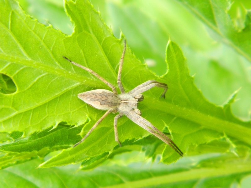 Sfilata di Pisaura sp. - Viadana (MN)